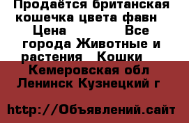 Продаётся британская кошечка цвета фавн › Цена ­ 10 000 - Все города Животные и растения » Кошки   . Кемеровская обл.,Ленинск-Кузнецкий г.